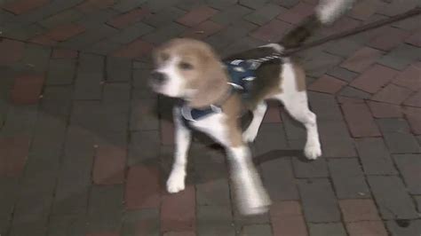 Dog recovering after ingesting bag of drugs while on walk in Boston