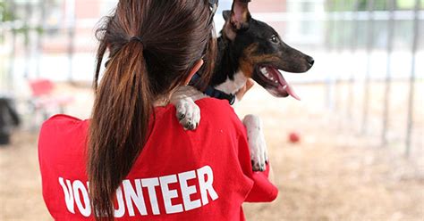 Dog rescue volunteer