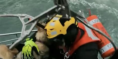 Dog rescued after falling 300 feet down cliff in Ecola State Park