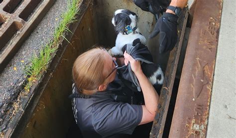 Dog rescued after falling into Lakewood storm grate
