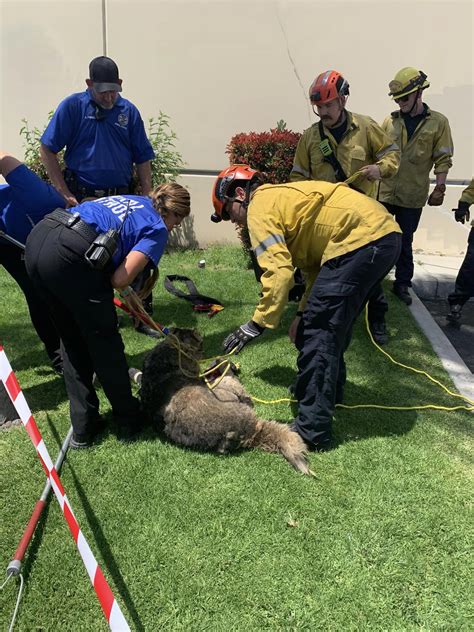 Dog rescued after falling into sinkhole in San Bernardino