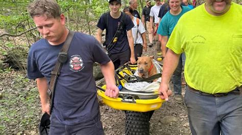Dog rescued after jump from state park tower in Connecticut