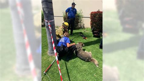 Dog rescued from 15-foot-deep California sinkhole