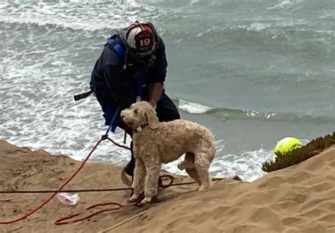 Dog rescued from Fort Funston cliffs