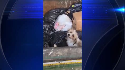 Dog rescued from dumpster behind Tamarac restaurant