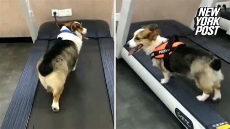 Dog runs on treadmill while lazy friend watches - New York Post