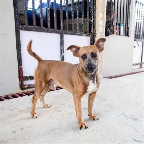 Dog sato. If you’re looking for a new furry friend, a Chihuahua might be the perfect choice. These small, energetic dogs are loyal and loving companions, and they make great family pets. But... 