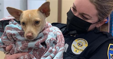 Dog saved from Arizona canal, lured by an officer’s sweet snack