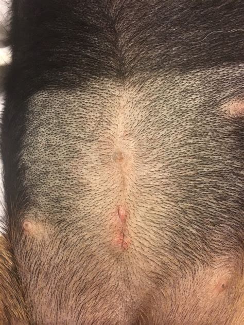 Dog Spay Incision Lump. As your dog’s spay incision heals, you may notice that a lump appears near the incision area. This is called a seroma, and it is normal. A seroma can consist of fluid and scar tissue. It should become less noticeable as the incision heals and will eventually go away.. 