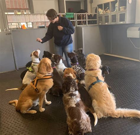 Dog school. Thousands of dog owners across the UK are now sending theirs dogs to specialised day care centres. We go behind the fence at Bruce's Doggy Day Care in ... 