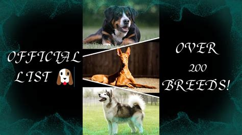 Dog seat for side by side atv.  Complete list of AKC recognized dog br...