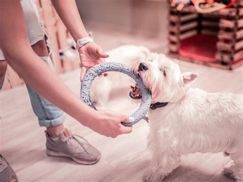 Dog separation training. First just go on the other side of the door. Ask your dog to stay, then close an inside door between you. Reappear after a few seconds. Slowly increase the amount of time you're gone. Put on your ... 