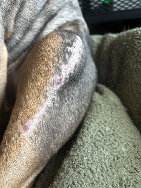 Dog seroma getting bigger. .  <a href=https://www.volkswagen-mogilev.by:443/aqp8b/hungari...