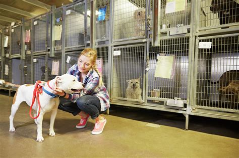 Dog shelter bay area ca. Tri-City Animal Shelter Adopts Innovative Technology from Petco Love to Help Reunite Lost Pets with Their ... CA 94538. Animal Shelter 510-790-6645. Animal Field Services 