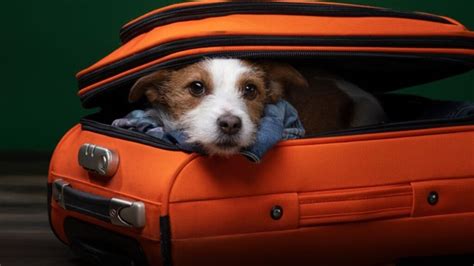 Dog shipping services. Pacific Pet Transport are expert when it comes to moving pets to or from Los Angeles. Who does not love a sunny Los Angeles getaway? Let us help you make pet travel easy! Below is a brief outline of the requirements for moving … 