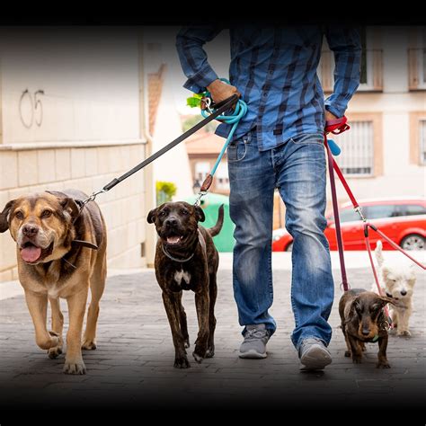 Dog sitters. Jul 30, 2562 BE ... To simplify it, Dog Walking is typically mid-day Monday – Friday visits with your pup while the family are at work or school. The same walker, ... 