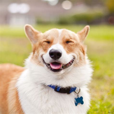 Dog smile. A: Yes, dogs can physically smile, but a dog smile may not always mean that they are happy. It’s important to consider your pooch’s overall body language. By doing so, you'll have more clues to help determine if your furry friend is smiling because they’re happy or for some other reason. 