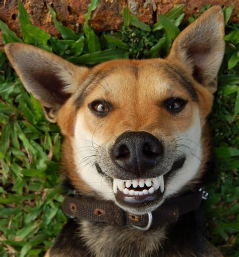 Dog smiling. Yes, dogs can exhibit behavior that appears similar to a smile. While it may not be the same as a human smile, dogs can show their happiness and contentment through various facial expressions, such as relaxed faces with slightly open mouths, wide panting smiles during play or activity, and even submissive grins. 