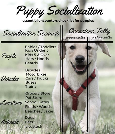 Dog socialization classes. Some puppy kindergarten classes focus on dog-to-dog socialization through extensive off-leash playtime and dog-to-people socialization. In contrast, GDA’s puppy kindergarten class focuses on creating a solid foundation of basic skills upon which the puppy will build throughout his time with the puppy raiser, and later as a guide dog-in ... 
