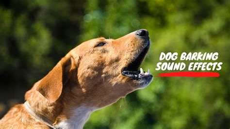 Dog sounds dog sound. .  ...
