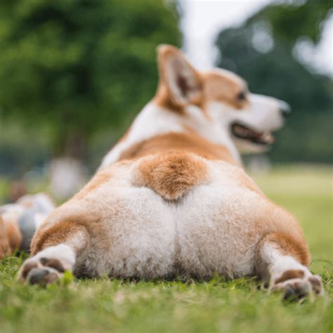 Dog sploot. Why do dogs sploot? Some enjoy lying like this on a cold floor on a hot day, and some only do it when they’re very tired. Others sploot all the time. Aside from the corgi, the French … 