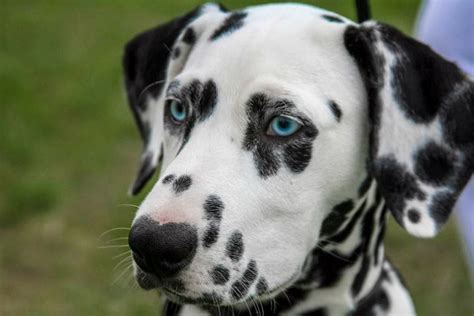 Dog spot. The 7 Spotted Dog Breeds. 1. Dalmatian. It would be a crime to start with anything but the Dalmatian on a list of spotted dog breeds. In centuries past, the Dalmatian accompanied horsedrawn carriages belonging to nobles and miscellaneous travelers, guarding the horses and cargo. 