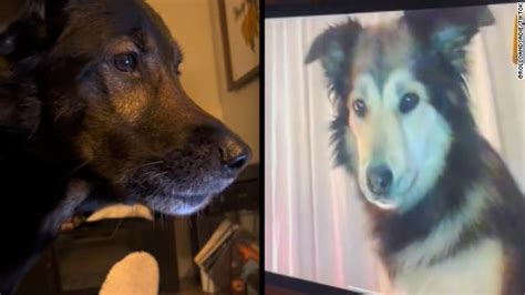 Dog spots friend on video call. A device has been created to allow dogs to video call their owners. The system, dubbed DogPhone, works when a pet picks up and shakes a ball fitted with an accelerometer. When the accelerometer ... 
