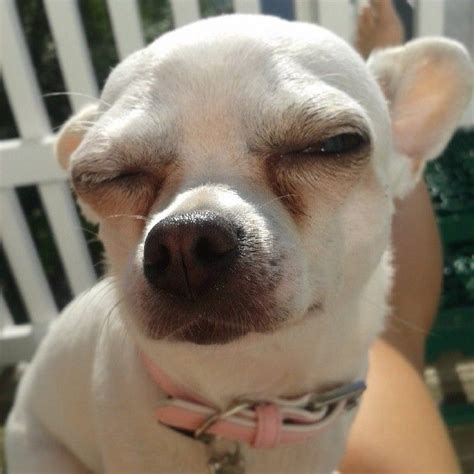 Dog squinting meme. With Tenor, maker of GIF Keyboard, add popular Squints animated GIFs to your conversations. Share the best GIFs now >>> 