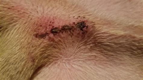 The healing process can be divided into stages. First, the wound will be inflamed, with swelling and red or pink edges. Discharge, red streaks, and malodor can occur with infection, complicating the dog spay incision healing process. Next, the wound sloughs off dead cells and tissue and creates pus, followed by cell regrowth. . 