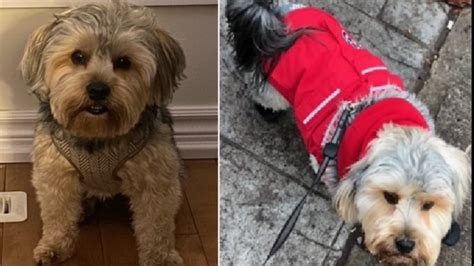 Dog stolen during break-and-enter in Etobicoke, images released
