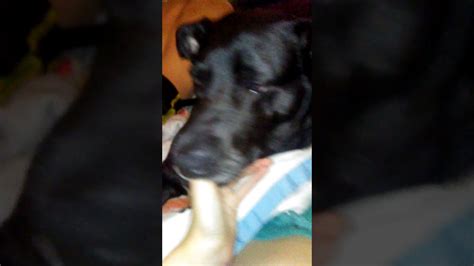Woman gets fucks herself with dildo while sucking dog dick. 31:03. 291.7K. Woman shoots homemade dog porn and milks her dog's cock for... 05:34. 213.6K. 