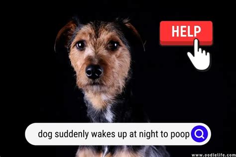 Dog suddenly waking up in middle of night to poop. Dogs are frequently referred to as “man’s best friend,” so of course your pet’s health and wellness is a major priority for you. There are a variety of reasons why your dog might be experiencing bloody stools, but it’s important to take app... 