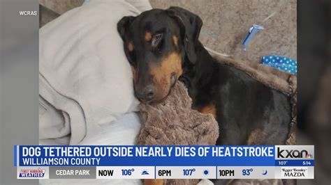 Dog suffers heatstroke after being tethered outside, shelter says