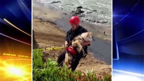 Dog suffers injuries after falling over cliff in San Francisco