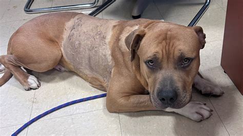 Dog survives being stabbed 17 times; authorities search for suspect