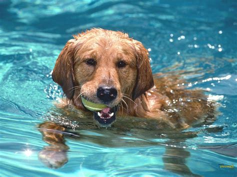 Dog swimming. Swimming is normally seen as a life skill needed in order to be safe around swimming pools and when on holiday, but if you consider swimming a fun activity, it can make the job of ... 