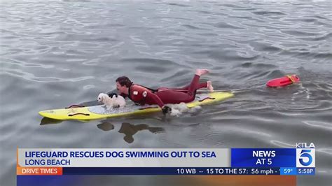 Dog swimming out to sea rescued by Long Beach lifeguard