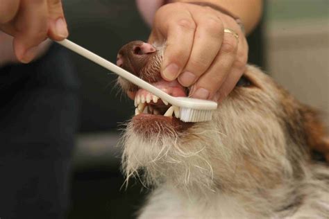 Dog teeth cleaning cost. Furminating De-Shed Treatment - £10.00. Adding this treatment will remove up to 50% more hair than the standard brush out offered. This is a great treatment for larger, heavier coated dogs. Price shown is for 15 minutes. Blueberry Facial Tear Stain Prevention - £5.00. 