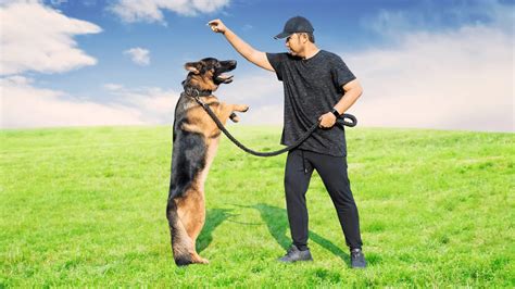 Qualified with: Cambridge Institute of Dog Behaviour & Training Taught by the most qualified tutors up to Masters and BA(Hons) Degree Level, ...