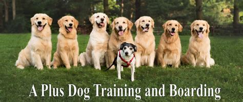Dog training and boarding. The Immersion Program is the crème de la crème of the behavior modification and dog training world. It’s what most would call a “boarding training program” or “doggie summer camp.” Dogs that exhibit social anxiety, dog/human aggression, fears and phobias, and other unwanted behaviors are all potential candidates. 