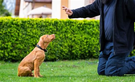 Dog training business insurance. Things To Know About Dog training business insurance. 