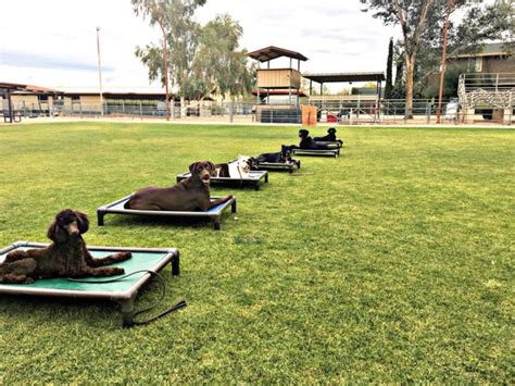 Dog training camp near me. JD's Powerhouse K9 Bootcamp Dog Training owned and operated by a husband & wife team, Jose & Monique since 2016, with a combined seventeen years of professional experience. Our original locations are Scottsdale & Phoenix and our newest location in Paulden. We service all valley & surrounding areas including Prescott & Chino Valley. … 