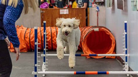 Dog training center Zoom Room opening in Crestwood this weekend