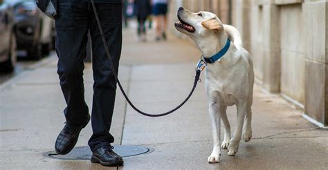 Come When Called. Greet People Politely. Walk Nicely on a Leash. Remain Calm Around Distractions. Respect Boundaries and Personal Space. Chicago's premier dog training …. 