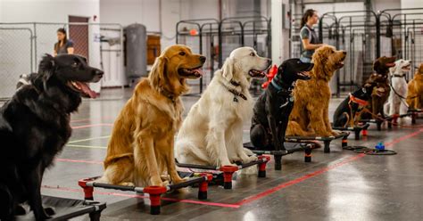Dog training class near me. This training class focuses on basic skills like the recall cue and loose leash walking while also focusing on socialization and preventing common undesirable behaviors. Beginner … 