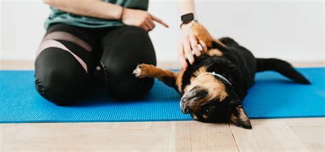 Dog training close to me. The duration of puppy biting depends largely on a puppy’s training. Owners must be patient and consistent in teaching puppies not to bite. Puppies can learn from several techniques... 