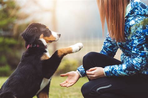 Dog training courses. Things To Know About Dog training courses. 