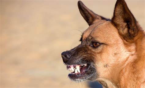 Dog training for aggressive dogs near me. Different Types of Canine Aggression Before we go into my tips, you need to know the forms of canine aggression comes through. Saying, “oh I know how to train an aggressive dog, I've seen... 