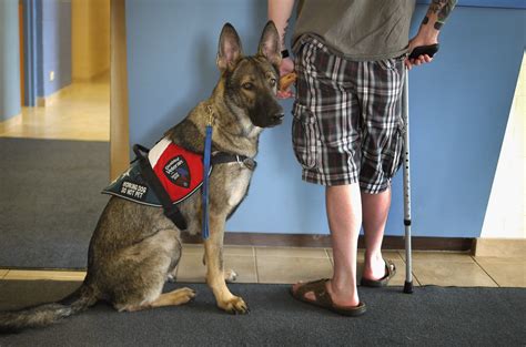 Dog training group helps vets and  their pets cope with PTSD
