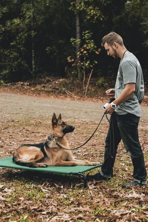 Dog training houston. 9. Dogwood Dog Training. Dogwood Dog Training in Houston, Texas offers training services in every area of canine obedience. With their skilled team of … 